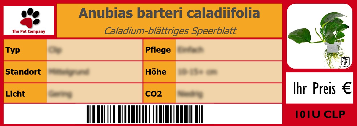 Anubias barteri caladiifolia Caladium-blättriges Speerblatt 105 x 38 mm