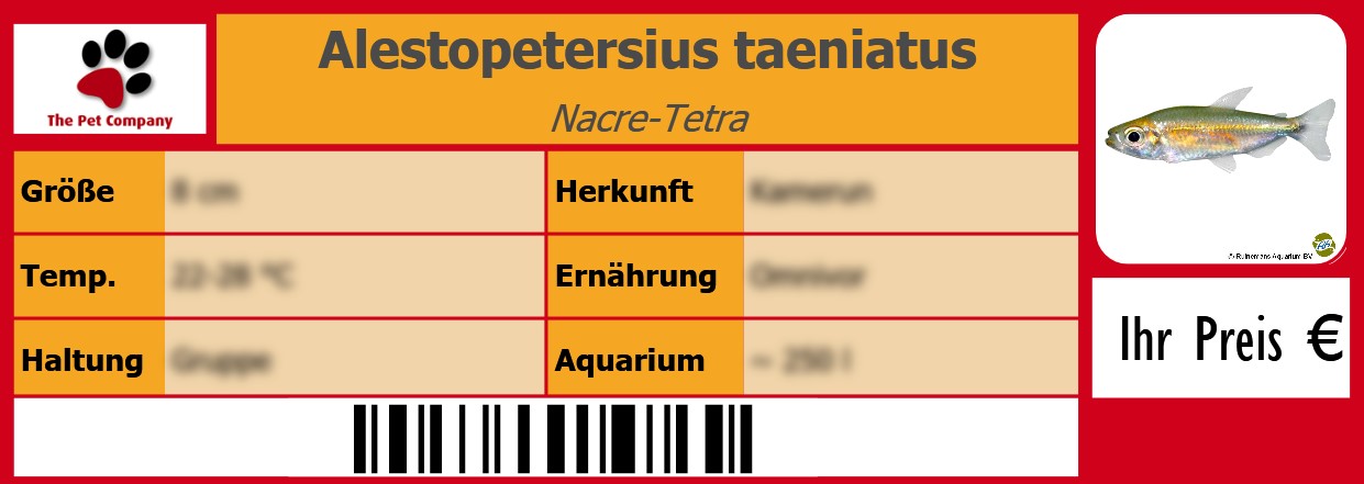 Alestopetersius taeniatus Nacre-Tetra 105 x 38 mm