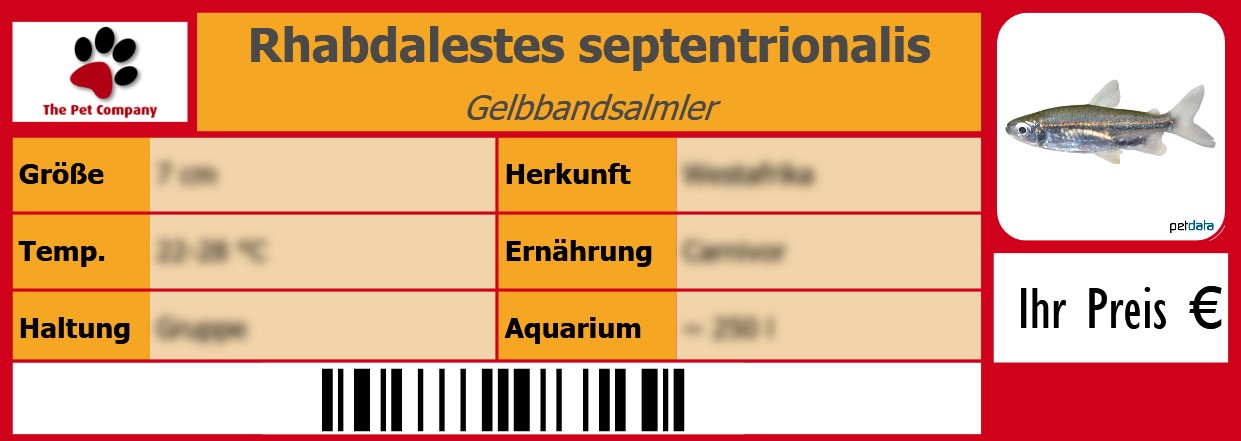 Rhabdalestes septentrionalis Gelbbandsalmler 105 x 38 mm