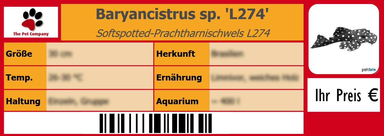 Baryancistrus sp. 'L274' Softspotted-Prachtharnischwels L274 105 x 38 mm