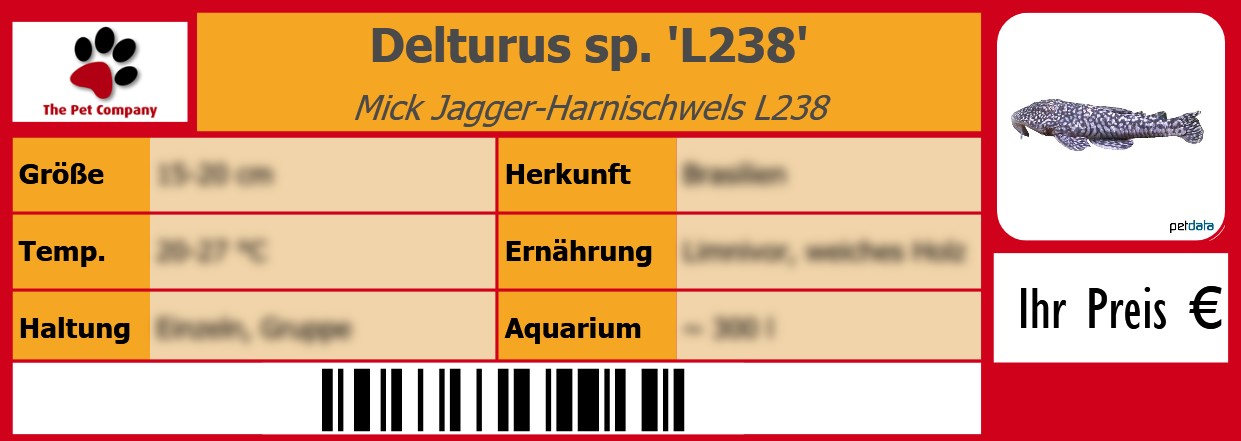 Delturus sp. 'L238' Mick Jagger-Harnischwels L238 105 x 38 mm