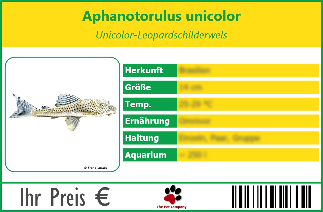 Aphanotorulus unicolor Unicolor-Leopardschilderwels 90 x 60 mm