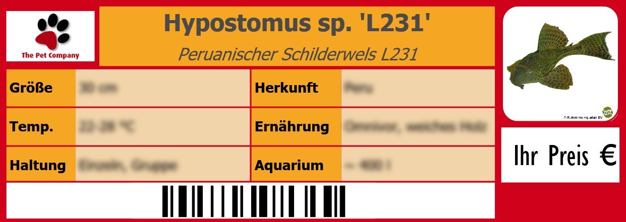 Hypostomus sp. 'L231' Peruanischer Schilderwels L231 105 x 38 mm