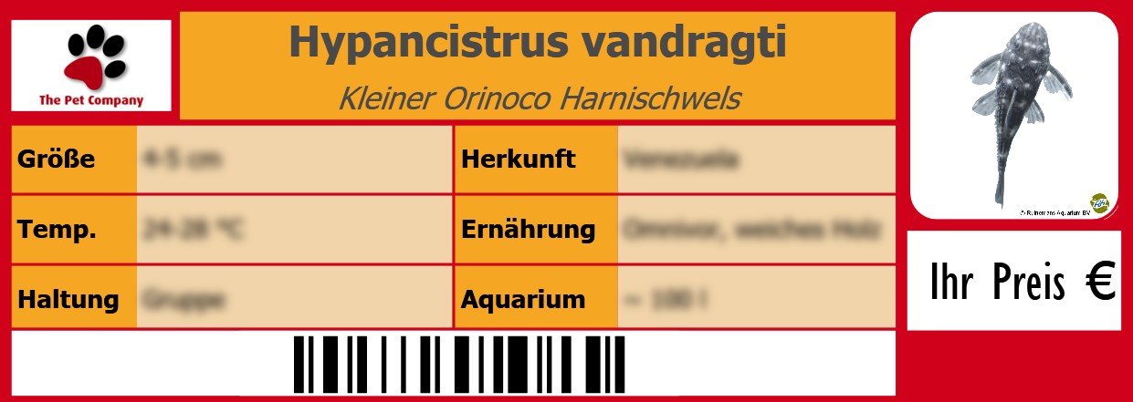 Hypancistrus vandragti Kleiner Orinoco Harnischwels 105 x 38 mm