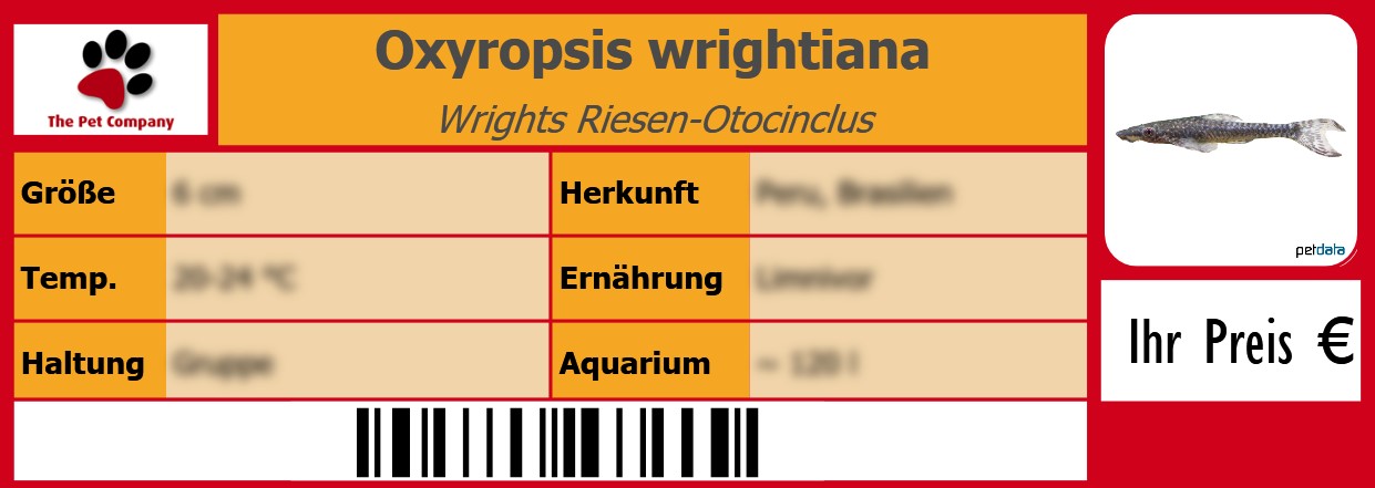 Oxyropsis wrightiana Wrights Riesen-Otocinclus 105 x 38 mm
