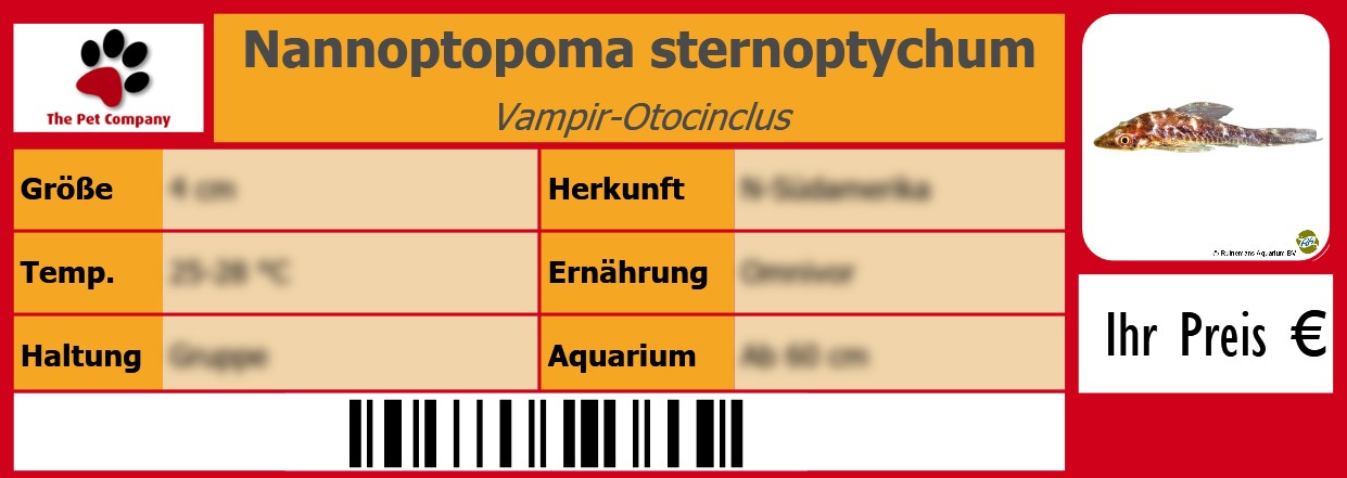Nannoptopoma sternoptychum Vampir-Otocinclus 105 x 38 mm