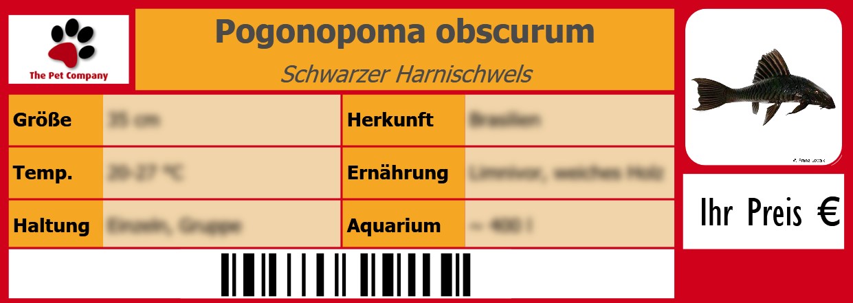 Pogonopoma obscurum Schwarzer Harnischwels 105 x 38 mm