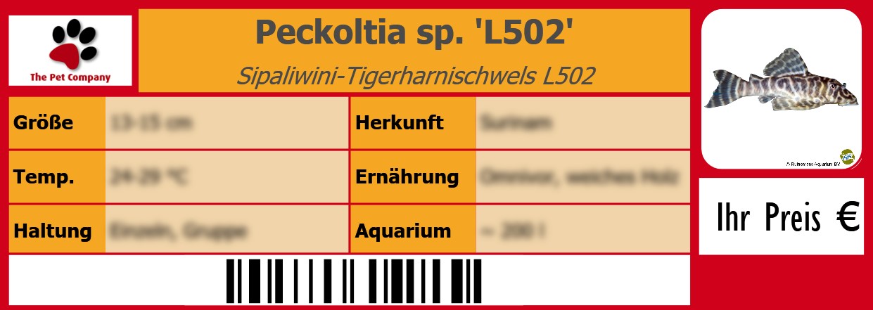 Peckoltia sp. 'L502' Sipaliwini-Tigerharnischwels L502 105 x 38 mm