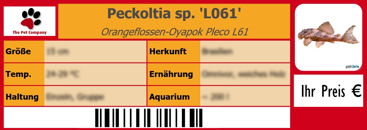 Peckoltia sp. 'L061' Orangeflossen-Oyapok Pleco L61 105 x 38 mm