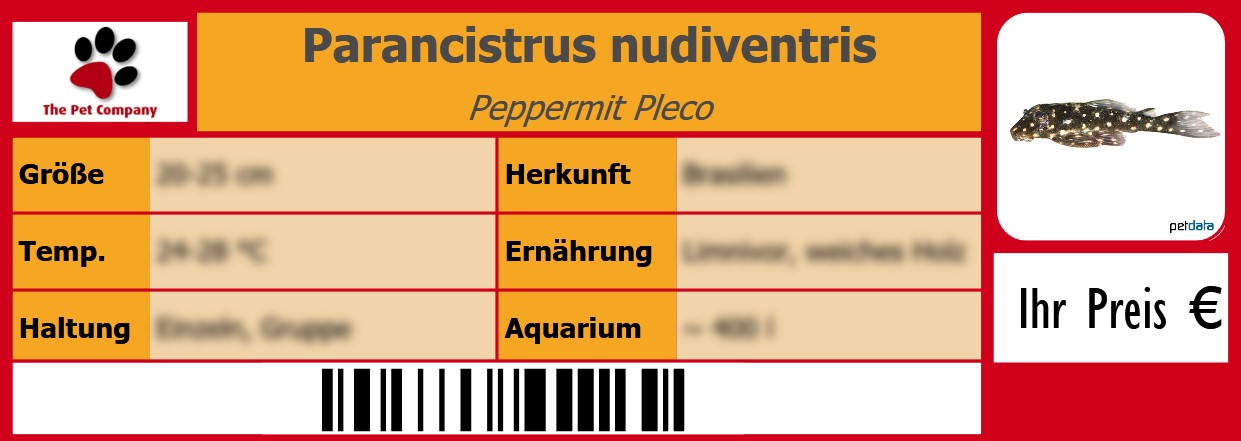 Parancistrus nudiventris Peppermit Pleco 105 x 38 mm