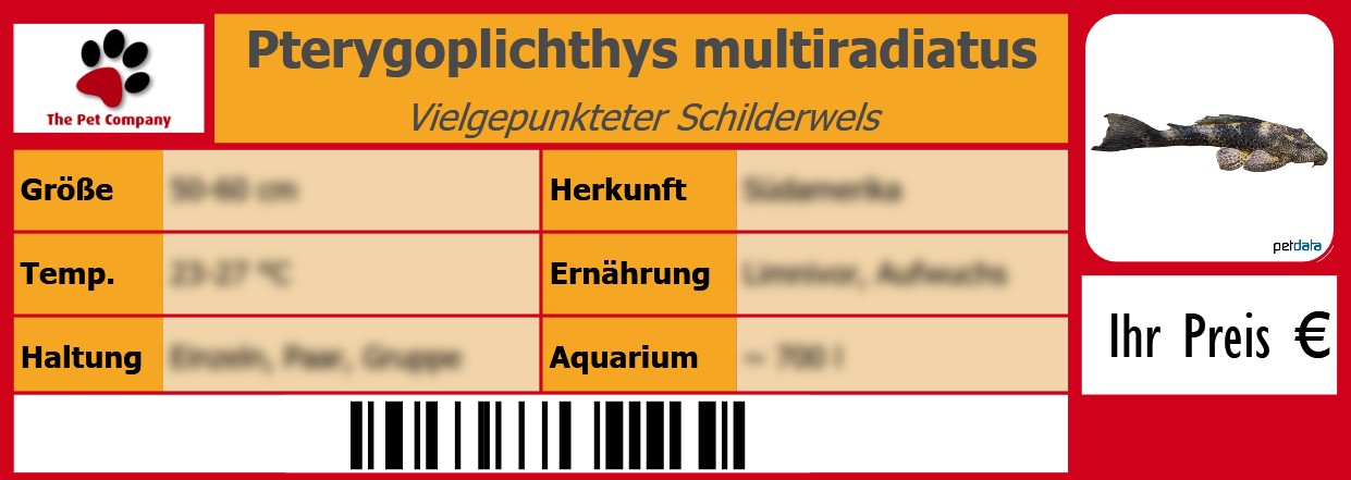Pterygoplichthys multiradiatus Vielgepunkteter Schilderwels 105 x 38 mm