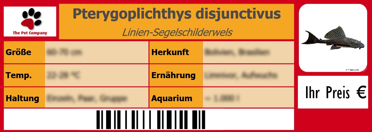 Pterygoplichthys disjunctivus Linien-Segelschilderwels 105 x 38 mm