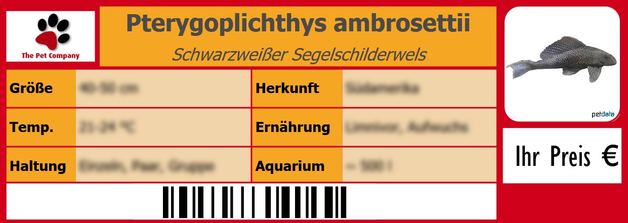 Pterygoplichthys ambrosettii Schwarzweißer Segelschilderwels 105 x 38 mm