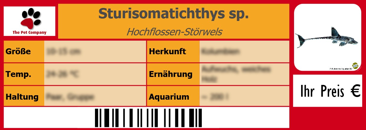 Sturisomatichthys sp. Hochflossen-Störwels 105 x 38 mm
