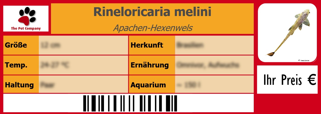 Rineloricaria melini Apachen-Hexenwels 105 x 38 mm