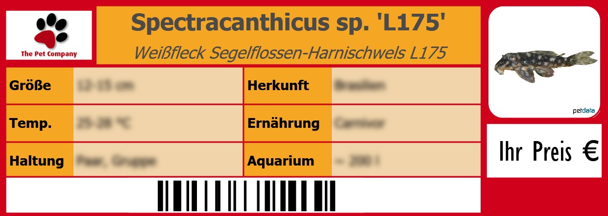 Spectracanthicus sp. 'L175' Weißfleck Segelflossen-Harnischwels L175 105 x 38 mm