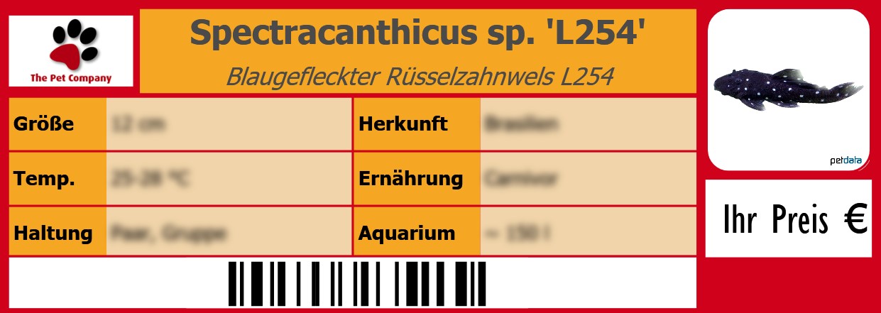 Spectracanthicus sp. 'L254' Blaugefleckter Rüsselzahnwels L254 105 x 38 mm