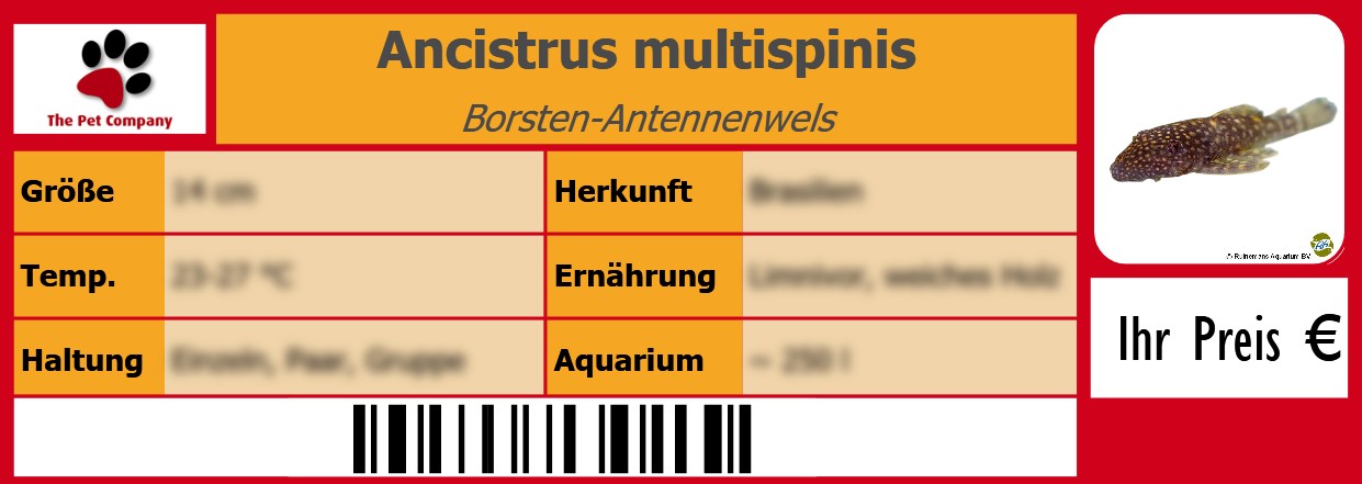 Ancistrus multispinis Borsten-Antennenwels 105 x 38 mm