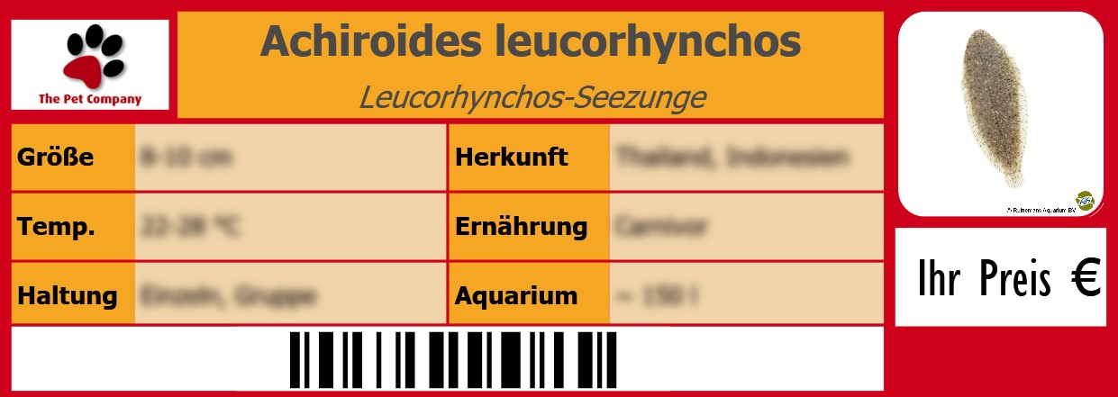 Achiroides leucorhynchos Leucorhynchos-Seezunge 105 x 38 mm