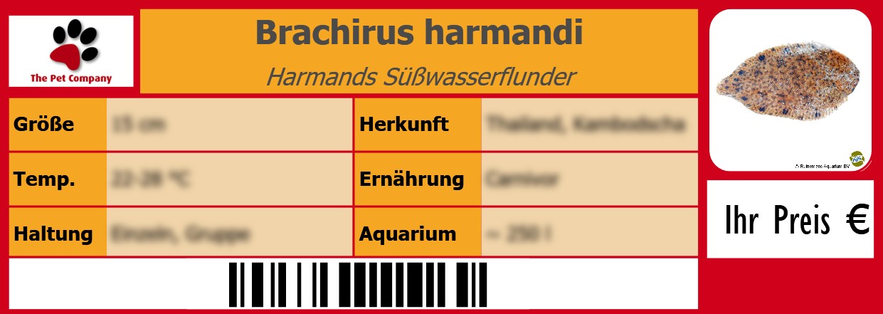 Brachirus harmandi Harmands Süßwasserflunder 105 x 38 mm