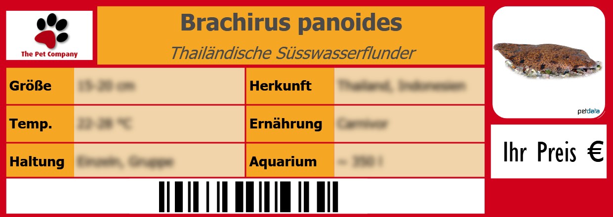 Brachirus panoides Thailändische Süsswasserflunder 105 x 38 mm