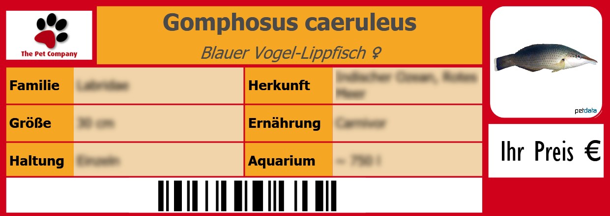 Gomphosus caeruleus Blauer Vogel-Lippfisch ♀ 105 x 38 mm