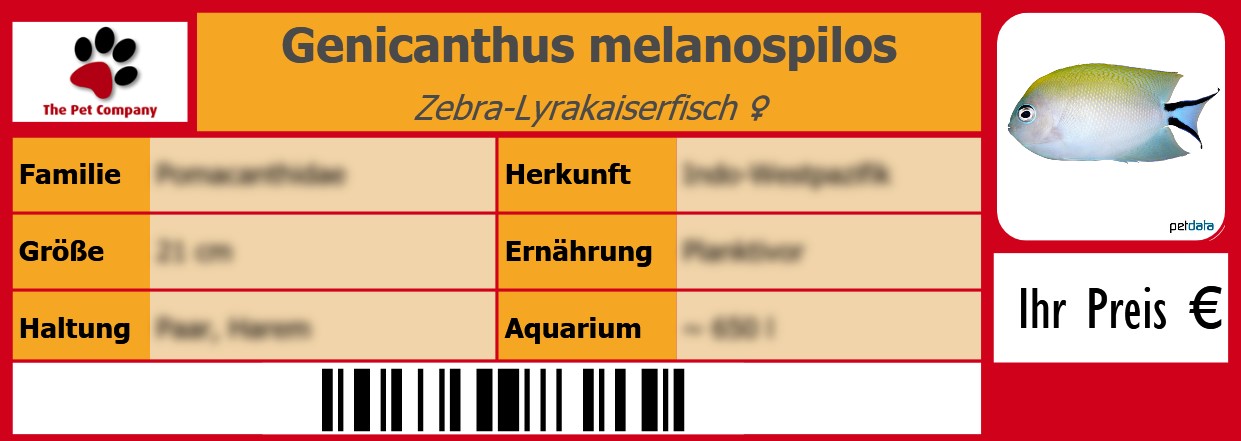 Genicanthus melanospilos Zebra-Lyrakaiserfisch ♀ 105 x 38 mm