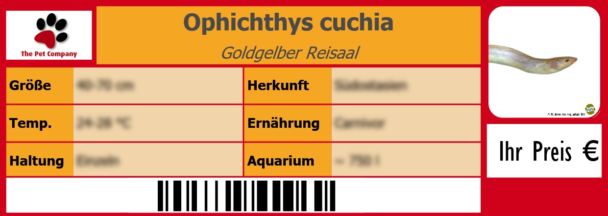 Ophichthys cuchia Goldgelber Reisaal 105 x 38 mm