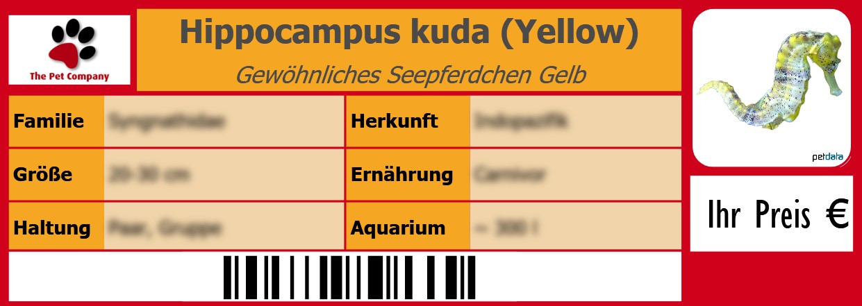 Hippocampus kuda (Yellow) Gewöhnliches Seepferdchen Gelb 105 x 38 mm