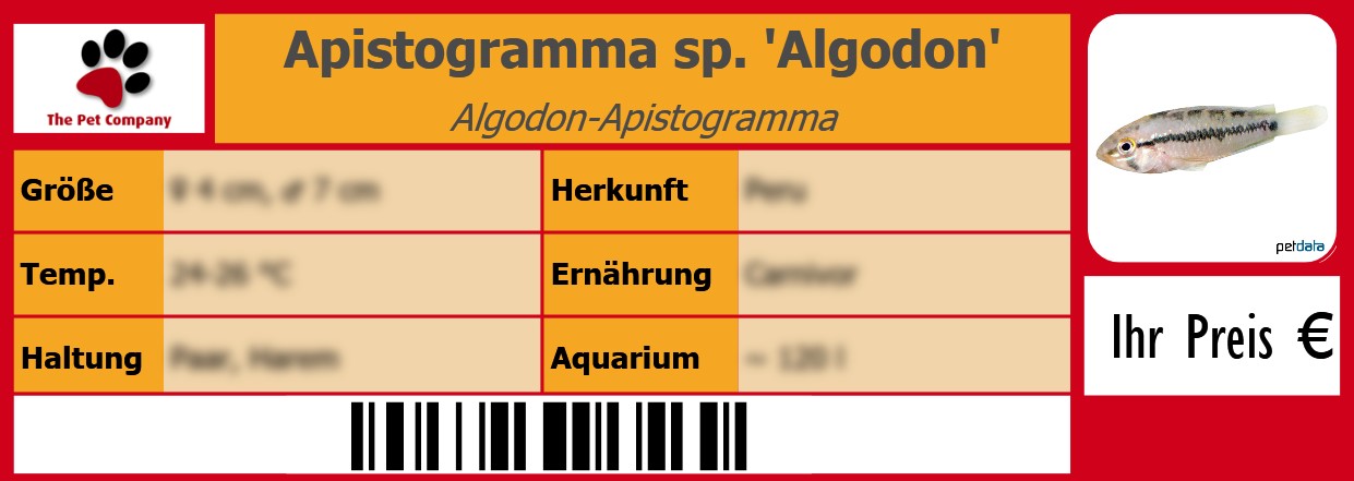 Apistogramma sp. 'Algodon' Algodon-Apistogramma 105 x 38 mm