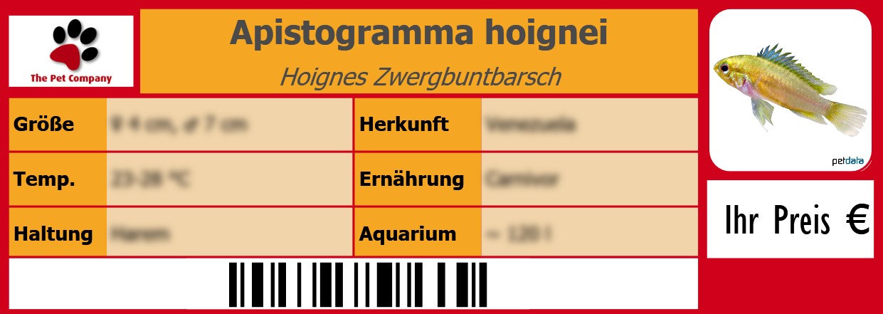 Apistogramma hoignei Hoignes Zwergbuntbarsch 105 x 38 mm
