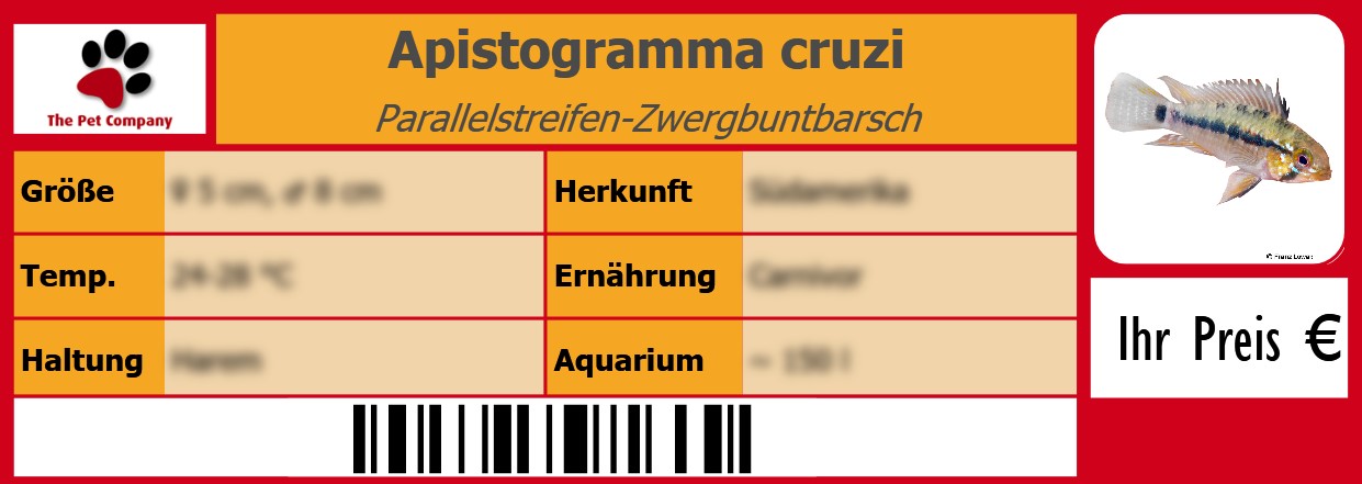 Apistogramma cruzi Parallelstreifen-Zwergbuntbarsch 105 x 38 mm