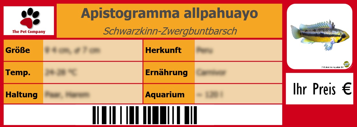Apistogramma allpahuayo Schwarzkinn-Zwergbuntbarsch 105 x 38 mm