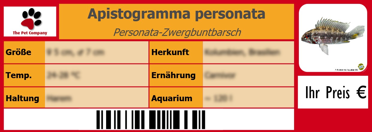 Apistogramma personata Personata-Zwergbuntbarsch 105 x 38 mm