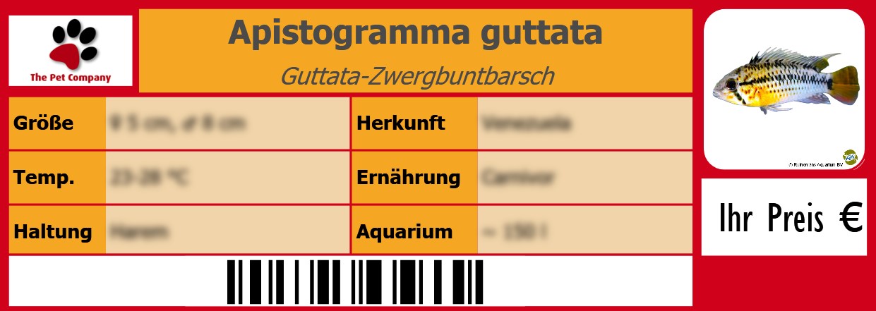 Apistogramma guttata Guttata-Zwergbuntbarsch 105 x 38 mm