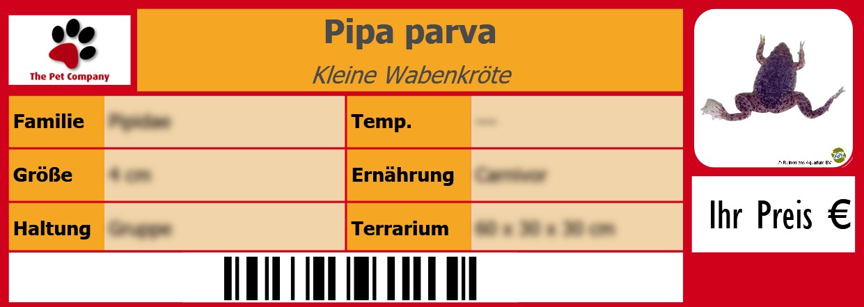 Pipa parva Kleine Wabenkröte 105 x 38 mm