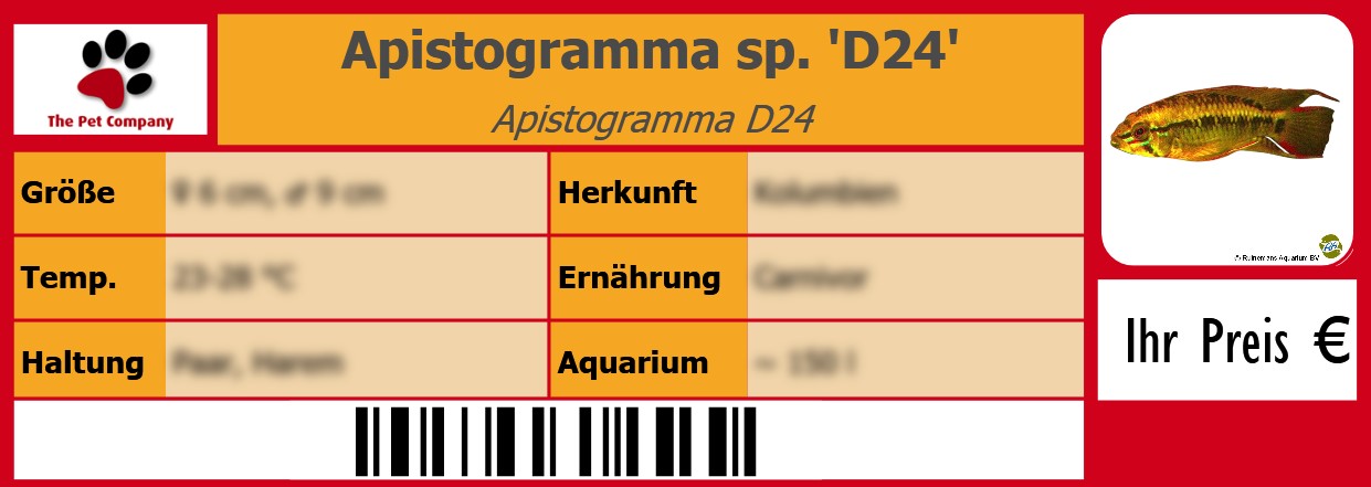 Apistogramma sp. 'D24' Apistogramma D24 105 x 38 mm