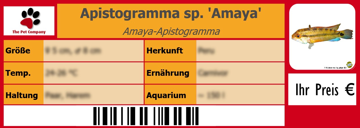 Apistogramma sp. 'Amaya' Amaya-Apistogramma 105 x 38 mm