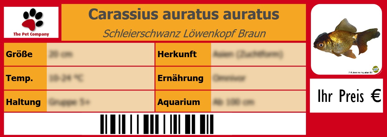 Carassius auratus auratus Schleierschwanz Löwenkopf Braun 105 x 38 mm