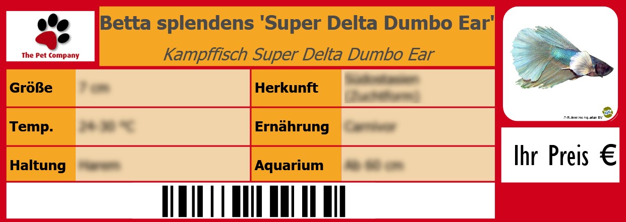 Betta splendens 'Super Delta Dumbo Ear' Kampffisch Super Delta Dumbo Ear 105 x 38 mm