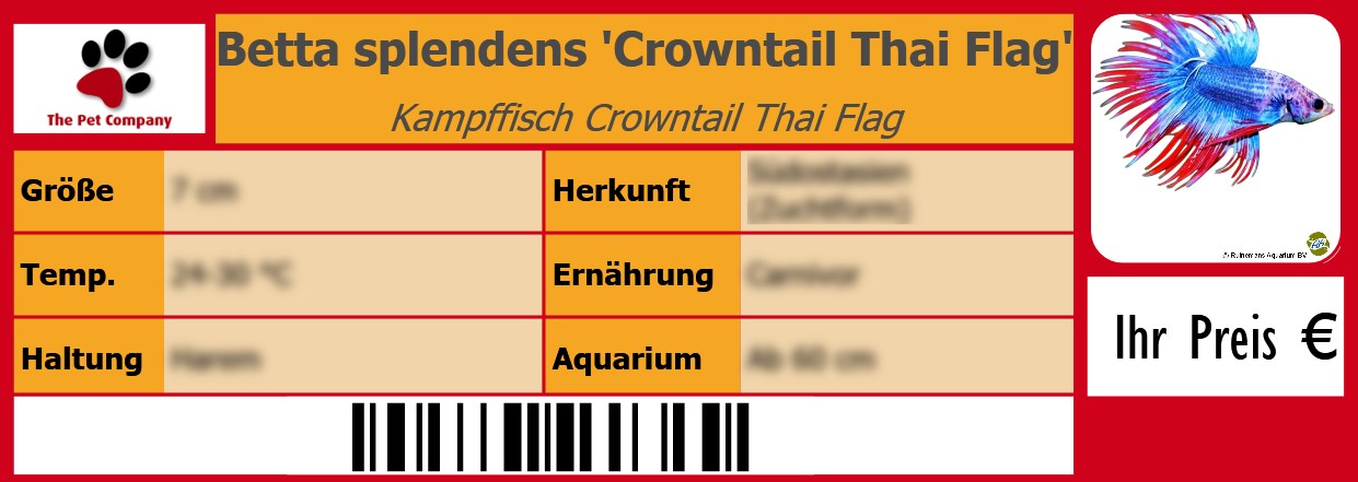 Betta splendens 'Crowntail Thai Flag' Kampffisch Crowntail Thai Flag 105 x 38 mm