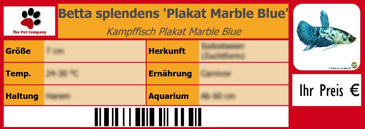 Betta splendens 'Plakat Marble Blue' Kampffisch Plakat Marble Blue 105 x 38 mm