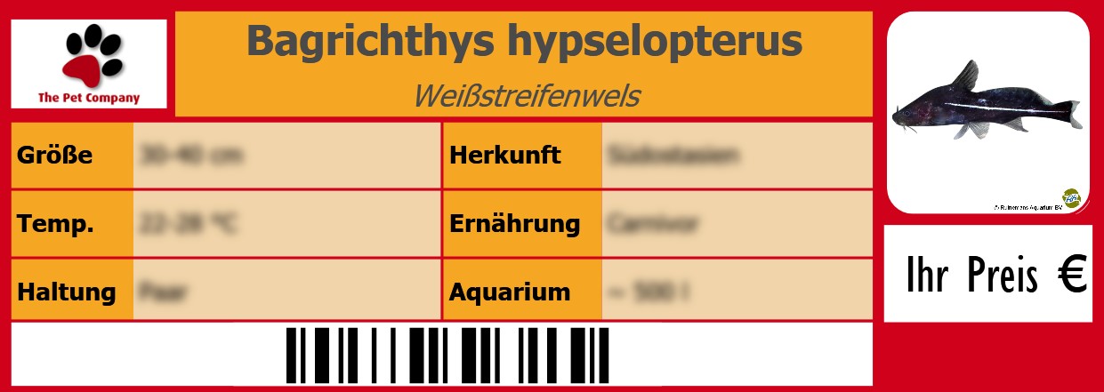 Bagrichthys hypselopterus Weißstreifenwels 105 x 38 mm