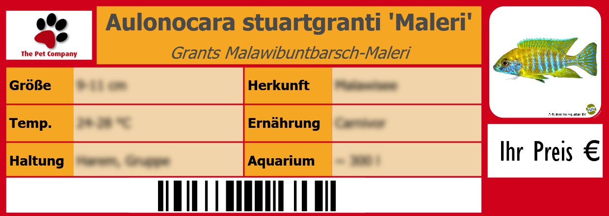 Aulonocara stuartgranti 'Maleri' Grants Malawibuntbarsch-Maleri 105 x 38 mm
