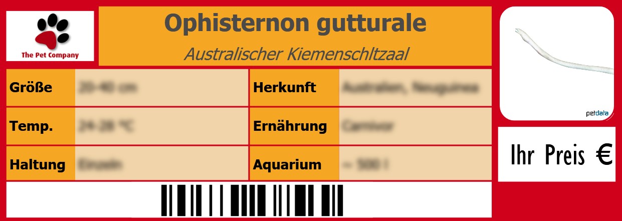 Ophisternon gutturale Australischer Kiemenschltzaal 105 x 38 mm