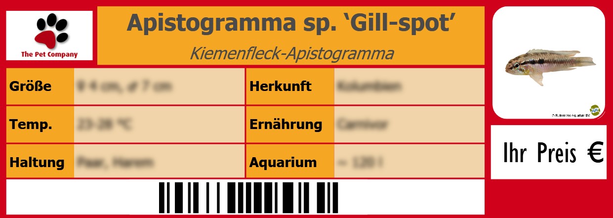 Apistogramma sp. ‘Gill-spot’ Kiemenfleck-Apistogramma 105 x 38 mm