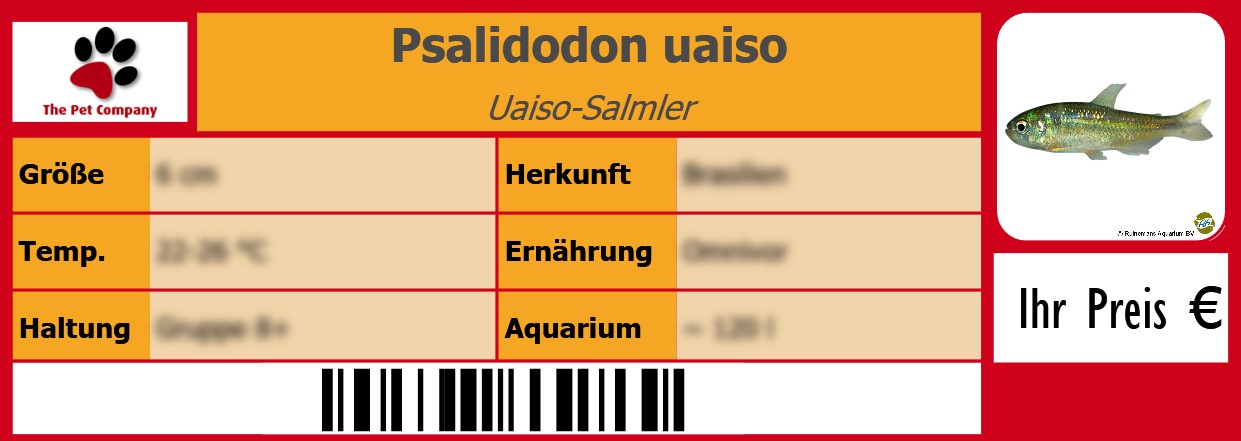 Psalidodon uaiso Uaiso-Salmler 105 x 38 mm