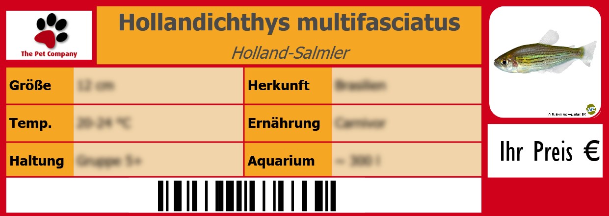 Hollandichthys multifasciatus Holland-Salmler 105 x 38 mm