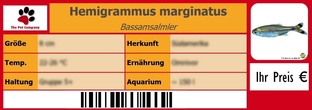 Hemigrammus marginatus Bassamsalmler 105 x 38 mm