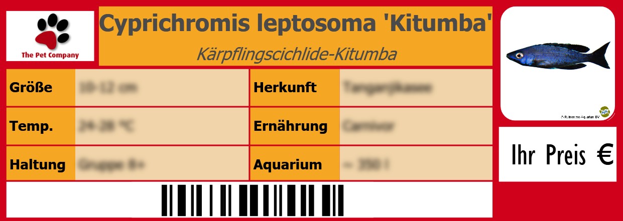 Cyprichromis leptosoma 'Kitumba' Kärpflingscichlide-Kitumba 105 x 38 mm